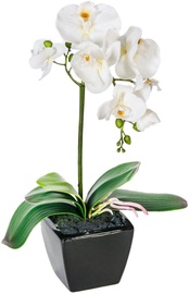 White Orchid 1 Knotted H42cm