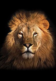 UKSELEHT 100X120 600161-1001