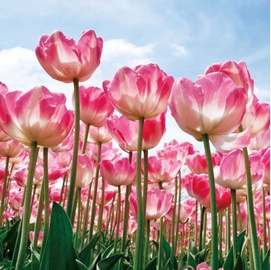 Signal Meble Tulips Glass Painting 80x80cm