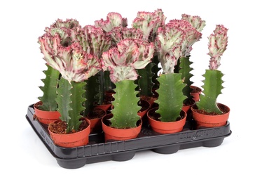 puku pods (SODO CENTRAS)