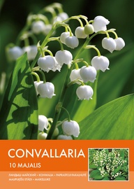KONVALĀRIJA LILY OF THE VALLEY BALTA