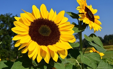 Saulespuķes viengadīgās, 0.2 - 0.25 mm