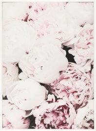 4Living Picture Peonies 50x70cm