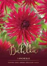 DĀLIJAS APACHE BLAUW VIOLETAS