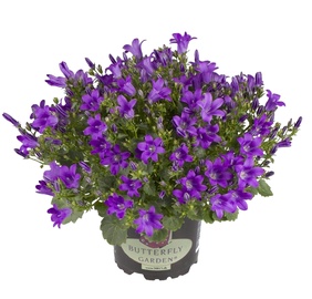 ZIEDS VAZONE KATILĖLIS D10 H20-25CM (SODO CENTRAS)