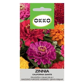CINNIJAS CALIFORNIA GIANTS (OKKO)