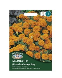 SAMTENES (franču) Orange Boy