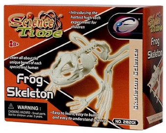 Eastcolight Frog Skeleton 28008/28201