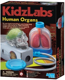 4M KidzLabs Human Organs 3374
