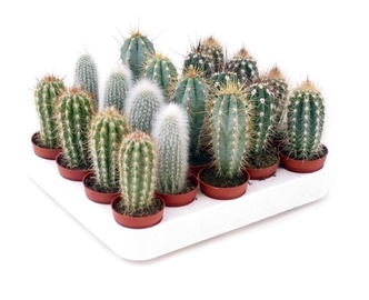 PUKU PODS
