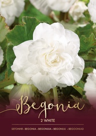 BEGONIJAS BALTAS 4/5