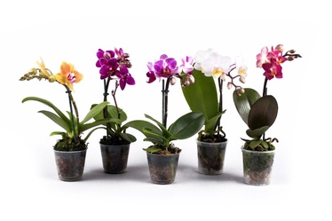 ZIEDS VAZONE ORCHIDĖJA MINI MIX D6 H20CM (SODO CENTRAS)