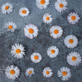 Paw Decor Collection Daisies Love Napkins 33x33cm