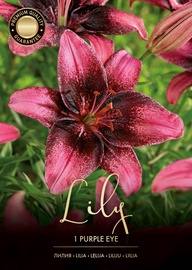 LILIJAS PURPLE EYE ROZĀ/SARKANAS 14/16
