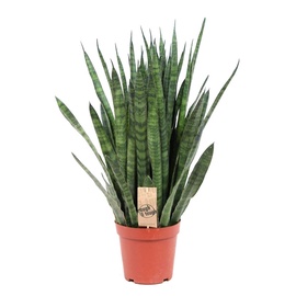 Puķe Kirkii 15 cm