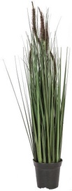 Home4you Bouquet Herbarium Grass In Garden H70cm Brown 83834
