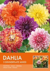 DĀLIJAS DINNERPLATE MIX