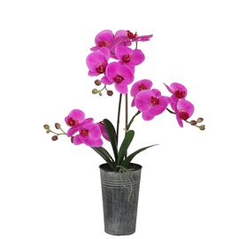 Home4you In Garden Purple Orchid w/ Pot H63cm