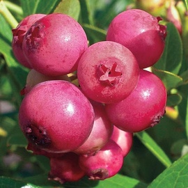 MELLENES PINK LEMONADE C2