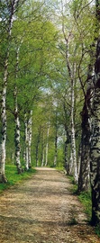 FOTOTAPETE 2-1717 BIRKENALLEE 92X220