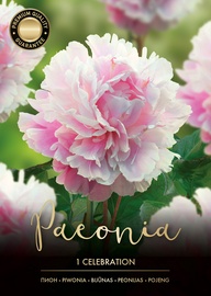 PEONIJAS CELEBRATION ROZĀ