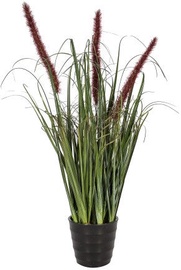 Home4you Bouquet Herbarium With Pot In Garden H55cm Brown 83829