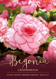 BEGONIJAS BOUTON DE ROSE SARK/BALTAS 4/5