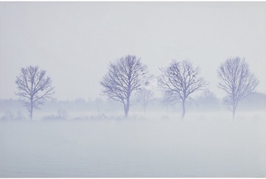 Home4you Print Picture Nature 40x60cm The Forest 83775