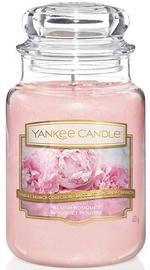 Yankee Candle Blush Bouquet 623g