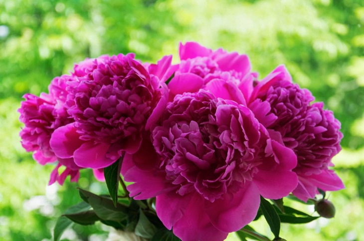 ilusad roosad pojengid