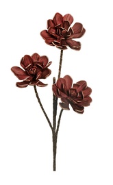 MĀKSLĪGĀ PUĶE ECHEVERIA 80-252012