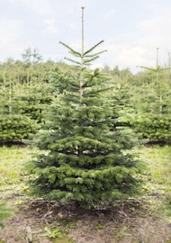 Jõulupuu Nordmann Premium 150-175cm