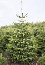 Jõulupuu Nordmann Premium 175-200cm