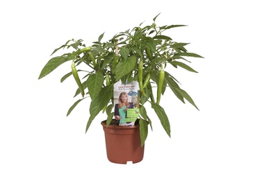 Paprika harilik Pick-A-Hot-Pep, P12