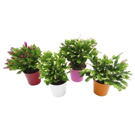 KAKTUSS SCHLUMBERGERA MIX P13