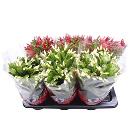 JÕULUKAKTUS 17CM RKU SCHLUMBERGERA