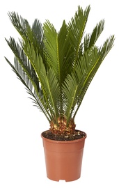 KALANHOE CALANDIVA MIX P12 25CM