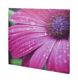 KANVA 4 GAB 50X50X2CM DC9800530