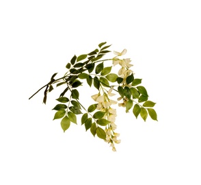 MĀKSLĪGĀ PUĶE 64CM 80-237293