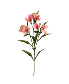 MĀKSLĪGĀ PUĶE 72CM 80-257697