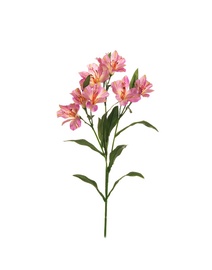 MĀKSLĪGĀ PUĶE 72CM 80-257727