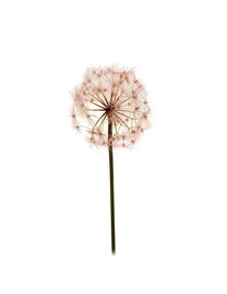 MĀKSLĪGĀ PUĶE D20CM 111CM 80-295897