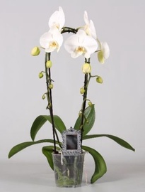 ORHIDEE CASCADE P12