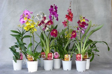 ORHIDEE CAMBRIA MIX