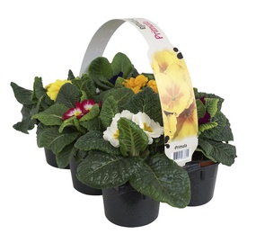 PRIIMULA P9 4-PAKK