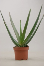 SÕNAJALG GREEN LADY P12